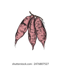 Botanical vector illustration: sketch of sweet red potato tubers, universal graphic illustration for food related design and kitchen decor, set on isolated background.