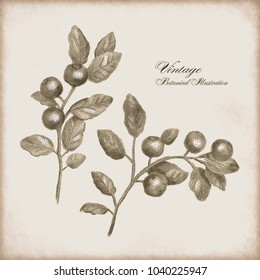 Botanical vector illustration of a sprig of berries on the old paper background