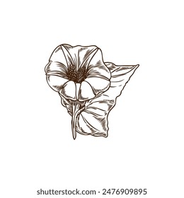 Botanical vector illustration with sweet potato flowers with leaves, perfect for creating a fresh, organic theme in black and white sketch style.