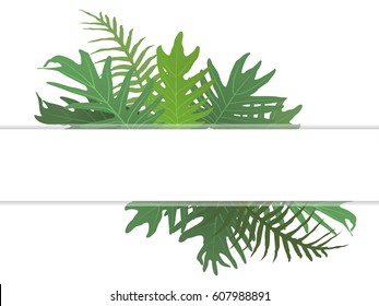 Botanical vector illustration with tropical leaves and fern. Isolated on white background. Jungle green leaf floral pattern. Exotic nature card or banner with frame for text.