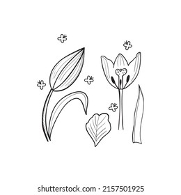 botanical vector illustration, tulip graphic design, minimalistic art, black and white style, line art