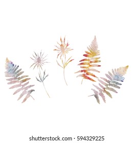 Botanical vector illustration with wild meadow plants -  thistle flowers and fern leaves. Hand drawn delicate flowers with colorful watercolor texture isolated on white background.