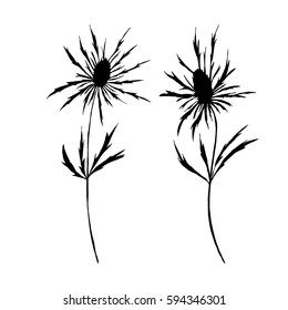 Botanical vector illustration with wild meadow plants thistle flowers. Black hand drawn delicate flowers isolated on white background. Eps 8 stock vector.