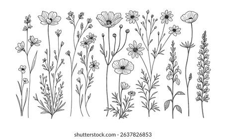 Botanical Vector Illustration of Wildflowers and Herbs in Black and White Style