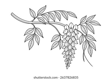 Botanical Vector Illustration of Wisteria Branch with Flowers and Leaves Design