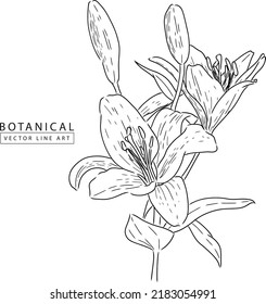 Botanical vector line art, hand drawn flower  illustration 02