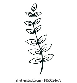 Botanical vector in line art or outline.