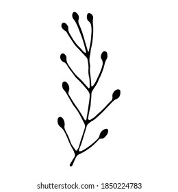 Botanical vector in line art or outline. Hand drawn wedding herb. Cute single hand drawn herbal element. Design for social networks, web, advertising