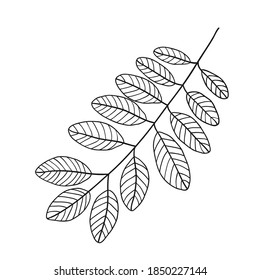 Botanical vector in line art or outline. Hand drawn wedding herb, plant