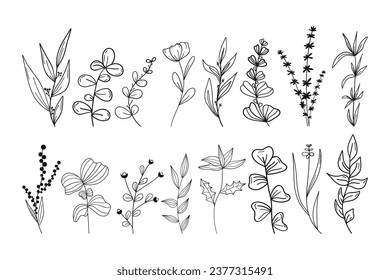 Botanical vector. Linear doodle style. Stylish plant branches, round, pointed leaves. Cute flowers. Clean, strict lines. For prints, labels, postcards.