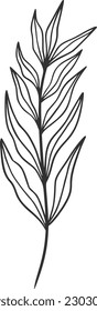botanical vector, outline, illustration, nature, flower, summer