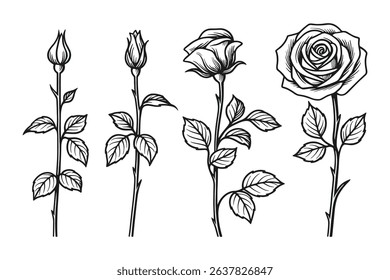 Botanical Vector Rose Flower Set Illustration on White Background