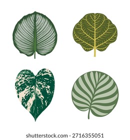 Botanical vector set of four tropical leaves featuring Calathea, Ficus, and variegated Monstera, drawn in a clean, modern illustration style.