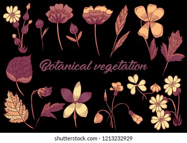 Botanical vegetation set stock vector illustration hand drawing colored outlines