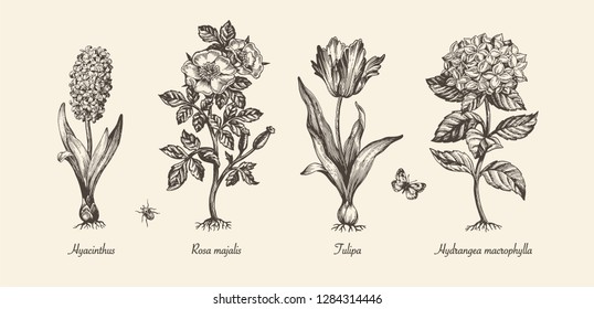 Botanical victorian illustration. Flower monochrome set. Engraved vintage style. Hyacinth, tulip, dog rose and hydrangea. Vector isolated design on a white background.