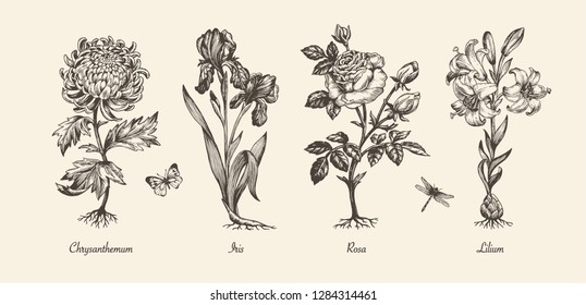 Botanical victorian illustration. Flower monochrome set. Engraved vintage style. Chrysanthemum, iris, lily and rose. Vector isolated design on a white background.   