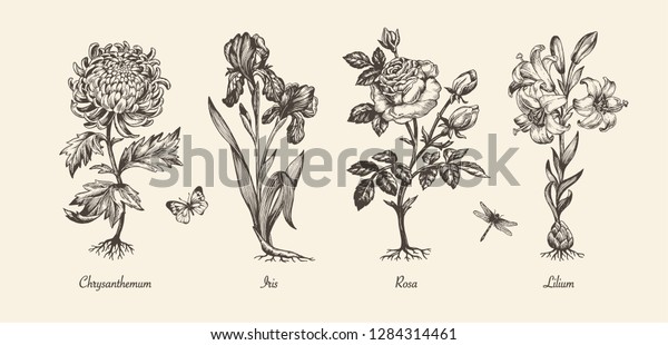 ビクトリア時代の植物イラスト 花の白黒セット 彫刻のビンテージスタイル 菊 菖蒲 百合 薔薇 白い背景にベクター画像デザイン のベクター画像素材 ロイヤリティフリー