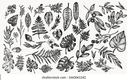 botanical vintage plants and flowers vector illustration set . Beautiful illustrations hand drawn in stippling style. Isolated elements for graphic design, transparent clip art for your creativity.