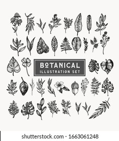 botanical vintage plants and flowers vector illustration set . Beautiful illustrations hand drawn in stippling style. Isolated elements for graphic design, transparent clip art for your creativity.