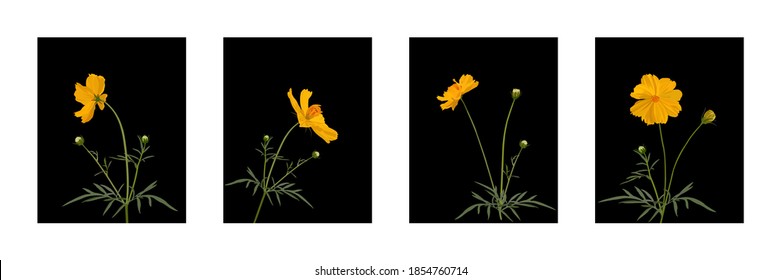 Conjunto de vectores de arte mural botánico. Cosmos amarillos y hojas verdes sobre fondo negro, ilustración vectorial. Diseño de arte vegetal para impresión, cubierta, papel pintado, arte de pared mínimo y natural