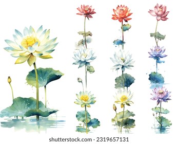 Botanical watercolor painting style of lotus flowers in various colors, Vector Illustration