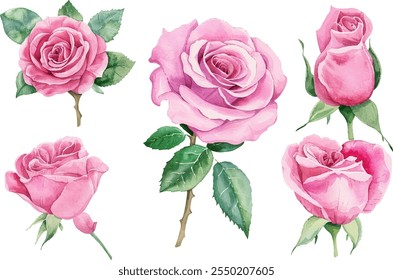 Aquarela Botânica Rosa Rosa Clipart