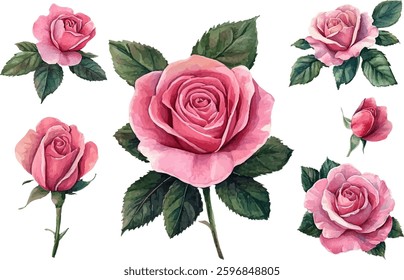 Botanical Watercolor Pink Rose flower Clipart