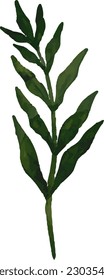 Botanical watercolor, vector, design, illustration, graphic, clipart