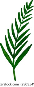 Botanical watercolor, vector, design, illustration, graphic, clipart