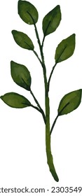 Botanical watercolor, vector, design, illustration, graphic, clipart