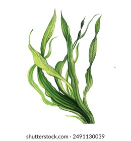 Botanical watercolor vector illustration Spirulina.. Vector illustration. Watercolor.