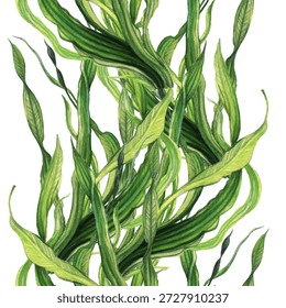 Padrão vetorial de aquarela botânica Espirulina. Ilustração vetorial. Gráficos manuais. Padrão sem emenda para várias superfícies