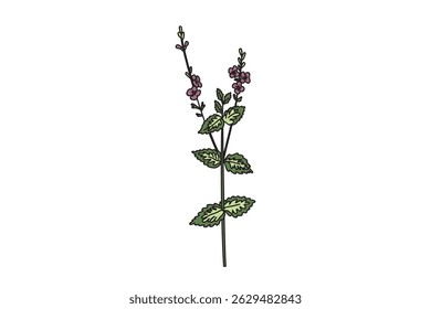 Botanical wildflower isolated on white background. Hand drawn veronica plant with purple Flowers green Leaves Stems vector illustration. Graphic design element for Birthday Wedding Greeting Card Flyer