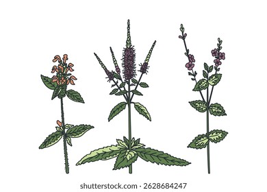 Botanical wildflowers set isolated on white background. Hand drawn medicinal plants with purple Flowers Leaves Stems vector illustration. Graphic design elements for Birthday Wedding Greeting Card