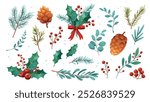 Botanical winter plants set. Christmas flowers, holly, berries, spruce and pine branches. Vector elements