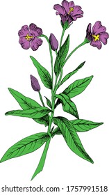 Botanical-colored vector illustration with hairy willowherb. Wild plant. Good for packaging design, wrapping design, or any other project.