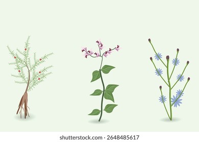 Coleções de cuidados de saúde botânicos, ilustração vetorial design background
