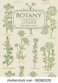 Botany book cover template vintage hand drawn elements vector illustration  