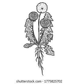 Botánica, planta de diente de león con raíz. Objeto aislado. Esbozar la imitación de tablero de arañazos. Blanco y negro. Grabando ilustración vectorial.