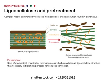 Botany diagram (plant biology) show structure of lignocellulose in biomass and pretreatment for cellulose, hemicellulose and lignin in biorefinery process