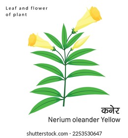 Botany Element Nerium Oleander yellow flower with leaves and detailed of Spiral leaves