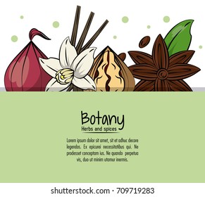 Botany herbs and spices