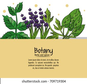 Botany herbs and spices