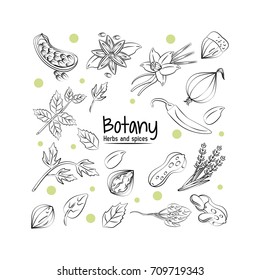 Botany herbs and spices