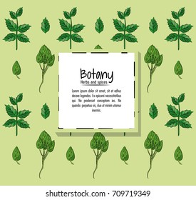 Botany herbs and spices