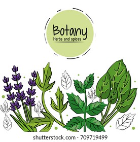 Botany herbs and spices