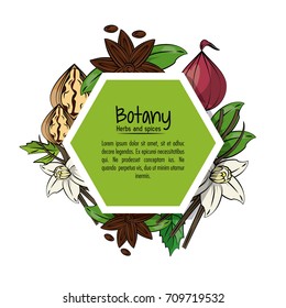 Botany herbs and spices