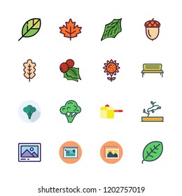 botany icon set. vector set about mistletoe, maple leaf, bonsai icon and acorn icons set.