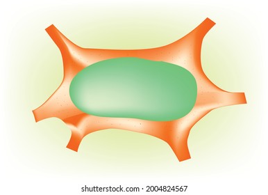 Botany illustration of Collenchyma cell (anatomy of Collenchyma cell), elongated cells with irregularly thick cell walls that provide support and structure. plant tissues, botanical anatomy of a plant