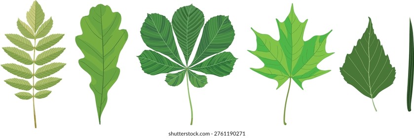botany-kids-isolated-leaf-types-260nw-27